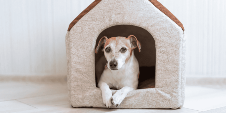 Cane in una cuccia